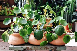 桌面養綠植，這幾個品種不錯，養護細節(jié)學一學